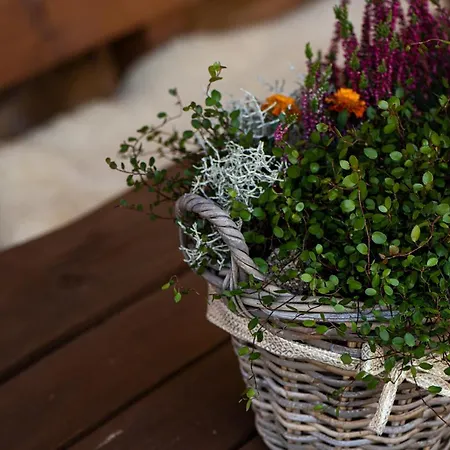 Alpe Goldener Hirsch