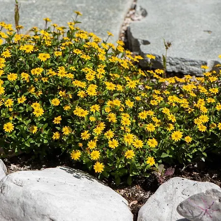 Alpe Goldener Hirsch * Шарниц